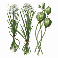 Chives flower bouquet, sketch vector illustration isolated on white background