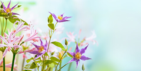 Beautiful light purple clematis and pink nerine flowers in floral garden. Closeup. - obrazy, fototapety, plakaty