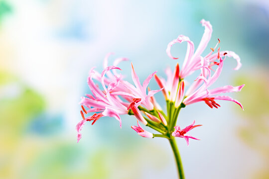 Beautiful light pink Nerine undulata flowers in floral garden. Closeup.