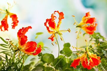 Beautiful red yellow gloriosa flowers in floral garden. Closeup. - obrazy, fototapety, plakaty