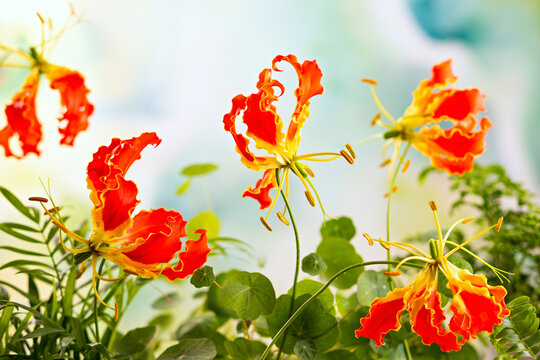 Beautiful red yellow gloriosa flowers in floral garden. Closeup.