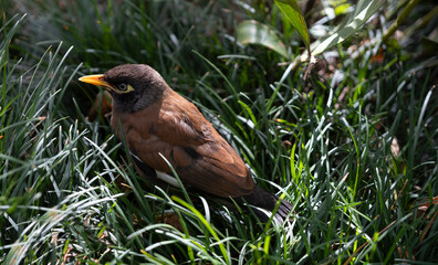 Common myna or Indian myna (Acridotheres tristis), one of the world's most invasive species, sits in the grass in Melbourne, Australia