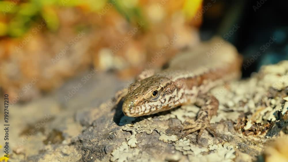 Poster a close-up shot capturing the intricate details and patterns of a lizard's skin as it enjoys the war