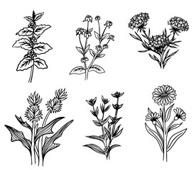 Trendy floral minimalist flowers for logo or decorations. Vintage trendy botanical elements. Wedding herb, elegant leaves for invitation save the date card.