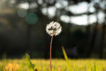 View of the dandelion on the grass field in autumn