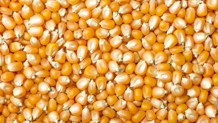 Close-Up of Corn Kernels Background