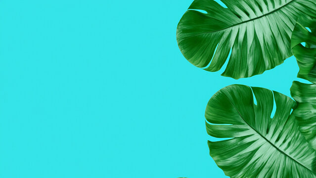 Tropical Leaves on Blue Background