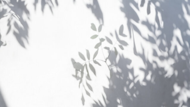 Shadow of Leaves on Wall On Sunny Day