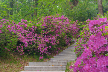 Rhododendrons bloom in Moshan scenic spot on East Lake in Wuhan, Hubei province