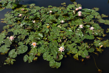 Flowering Pink water lilies or Nymphaea 'Marliacea Carnea' with large floating leaves in a pond