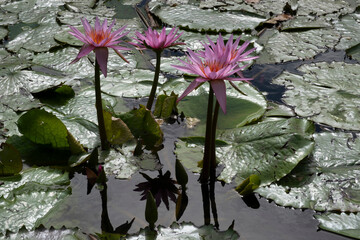 Flowering Pink Cape blue water-lily flowers, or Nymphaea capensis with large floating leaves in a pond. Side view