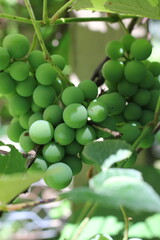 green grapes on the vine