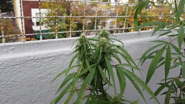 Triple Bud Apical Trim Marijuana Technique flower plants closeup outdoors balcony buds waving wind trimming shot