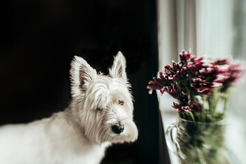 West Highland White Terrier in Window and Maroon Flowers