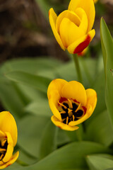 Yellow tulips with bold red accents in bloom
