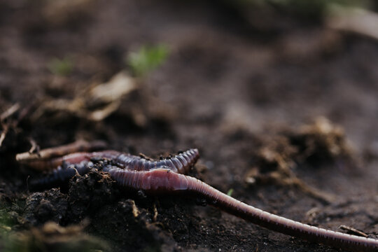 Close up shot of earthworms mating in damp soil after rain storm
