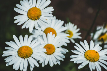 A Bushel And A Peck Of Daisies - obrazy, fototapety, plakaty