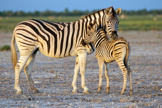 Burchell's zebra (Equus burchelli) with foal, Etosha National Park, Namibia