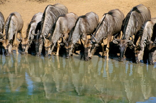 Blue wildebeest (Connochaetes taurinus) drinking at waterhole, Mkuze, South Africa, Africa