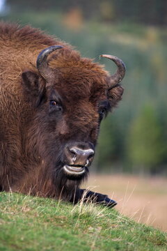 European bison, captive at Highland Wildlife Park, Kingussie, Scotland, United Kingdom, Europe