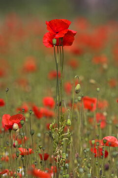 Poppies, Papaver rhoeas, United Kingdom, Europe