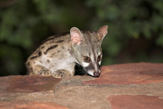 Large-spotted genet (Genetta tigrina), at night, Kruger National Park, South Africa, Africa