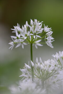 Close-up of wild garlic flower (ramson) (Allium ursinum), Lancashire, England, United Kingdom, Europe
