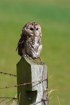 Tawny owl (Strix aluco), captive, perched, United Kingdom, Europe