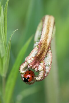 Seven-spot ladybird (Coccinella septempunctata), Lancashire, England, United Kingdom, Europe