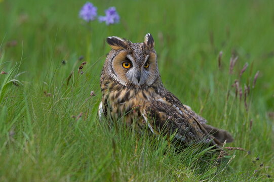 Long-eared owl (Asio otus), Muncaster, Cumbria, England, United Kingdom, Europe