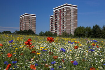 Cornfield of annual summer wild flowers growing in urban, inner city setting, Old Rough, Kirby, Knowsley, Liverpool, Merseyside, United Kingdom, Europe
