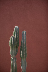 Spikey sunlit cactus against red wall