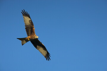 Red kite (Milvus milvus) in flight with wing tags, Gigrin Farm, Rhayader, Wales, United Kingdom, Europe