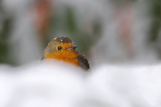 Robin (Erithacus rubecula), in garden in falling snow, United Kingdom, Europe