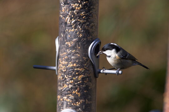Coal tit (Parus ater), taking sunflower seed from feeder in winter in the garden, United Kingdom, Europe