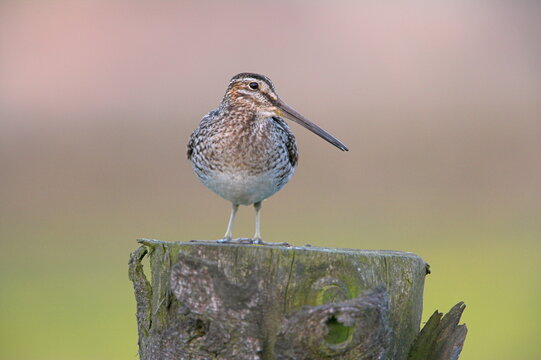 Snipe (Gallinago gallinago), Teesdale, County Durham, England, United Kingdom, Europe