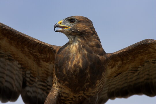 Close-up of a buzzard (Buteo buteo), captive, Cumbria, England, United Kingdom, Europe