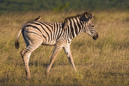 Burchell's zebra foal (Equus burchelli), with redbilled oxpeckers (Buphagus erythrorhynchus), Hluhluwe Umfolozi Park, KwaZulu Natal, South Africa, Africa