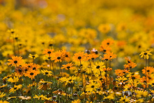Namaqualand daisy (Dimorphotheca sinuata), Western Cape, South Africa, Africa