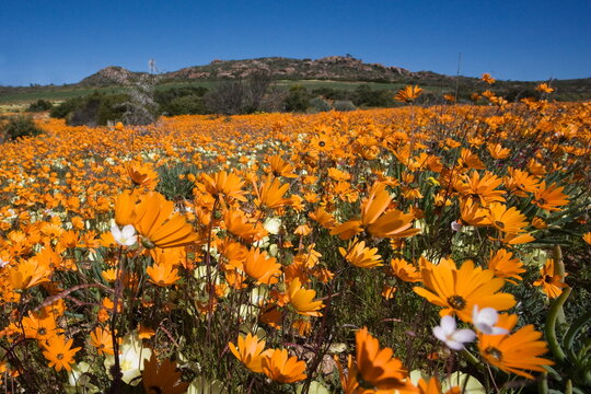 Namaqualand daisies (Dimorphotheca sinuata), Namaqualand National Park, South Africa, Africa