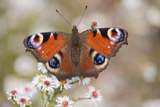 Peacock butterfly (Inachis io), resting on garden flowers, Wallington Hall garden, Northumberland, England, United Kingdom, Europe