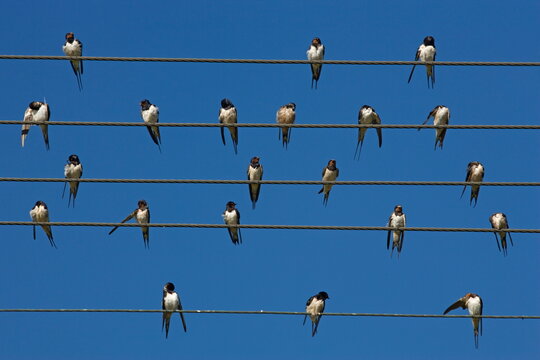 Barn (European) swallow (Hirundo rustica) on wire, Overberg, Western Cape, South Africa, Africa