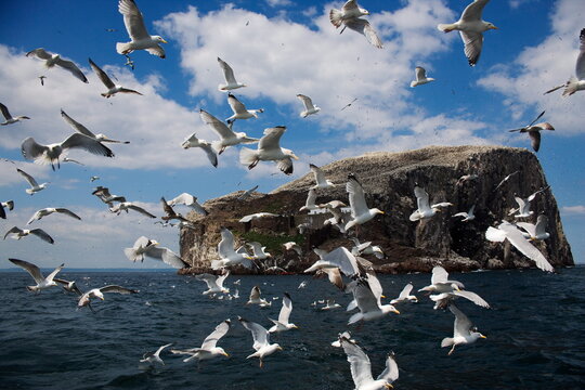 Herring gulls (Larus argentatus), following fishing boat with Bass Rock behind, Firth of Forth, Scotland, United Kingdom, Europe