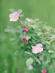 Pink wild roses blooming against a lush green soft-focus backdrop.