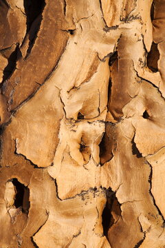 Quiver tree bark (Aloe dichotoma), Quiver tree forest, Keetmanshoop, Namibia, Africa