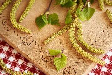 Fresh birch branches with young leaves and catkins harvested in spring - ingredient for herbal...