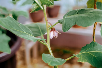 eggplant tree flowers in pots