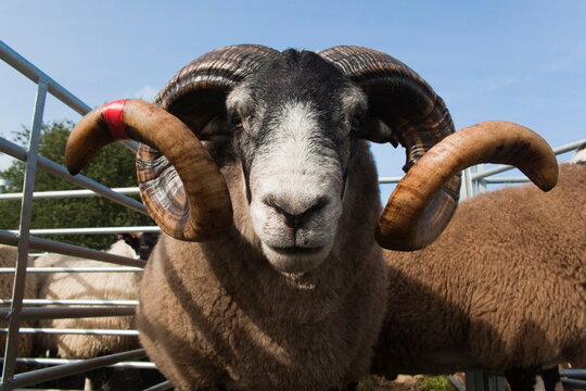Blackface rams in sheep pens at upland show, Falstone Border Shepherd Show, Northumberland, England, United Kingdom, Europe