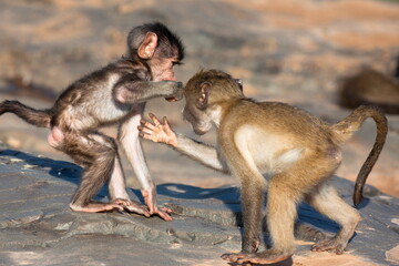 Baby chacma baboons (Papio cynocephalus ursinus), playfighting, Kruger National Park, South Africa, Africa