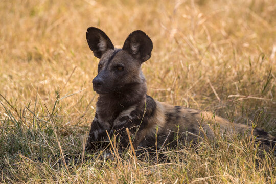African wild dog, Lycaon pictus,  Khwai conservancy, Okavango delta, Botswana, Southern Africa